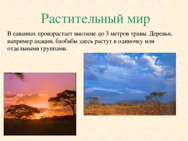 Растительный мир В саваннах произрастает высокие до 3 метров травы. Деревья, например акации, баобабы здесь растут в одиночку или отдельными группами. 