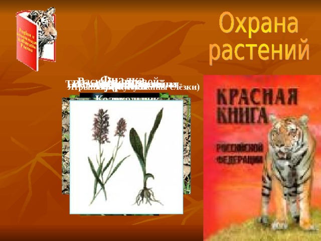 Презентация охрана растений 5 класс