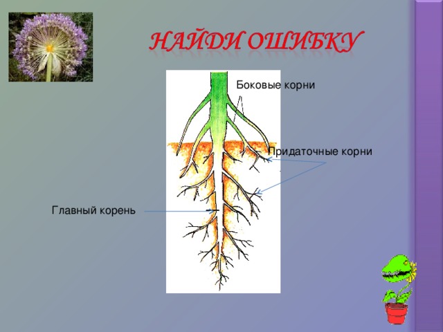 Покажите стрелками и подпишите на рисунке придаточные боковые и главный корень