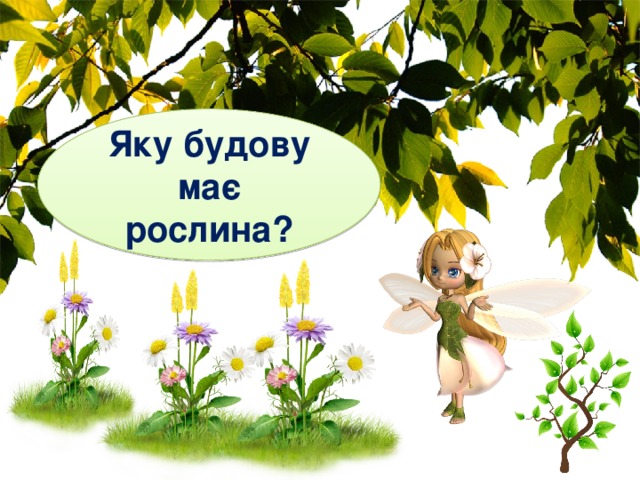 Яку будову має рослина? 
