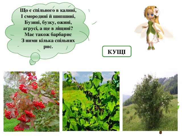 Що є спільного в калині, І смородині й шипшині, Бузині, бузку, ожині, аґрусі, а ще в ліщині? Має також барбарис З ними кілька спільних рис.  КУЩІ 