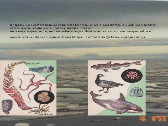 Презентация на тему: "Карское море"