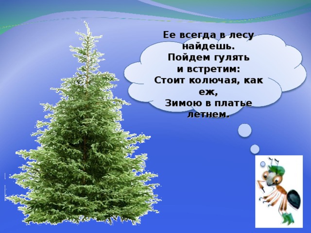  Ее всегда в лесу найдешь.  Пойдем гулять и встретим:  Стоит колючая, как еж,  Зимою в платье летнем.   