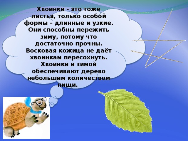 Хвоинки - это тоже листья, только особой формы – длинные и узкие. Они способны пережить зиму, потому что достаточно прочны. Восковая кожица не даёт хвоинкам пересохнуть. Хвоинки и зимой обеспечивают дерево небольшим количеством пищи. 