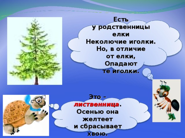  Есть у родственницы елки  Неколючие иголки.  Но, в отличие от елки,  Опадают те иголки.  Это – лиственница . Осенью она желтеет и сбрасывает хвою. 24 