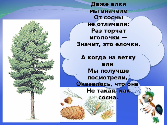  Даже елки мы вначале  От сосны не отличали:  Раз торчат иголочки —  Значит, это елочки.  А когда на ветку ели  Мы получше посмотрели,  Оказалось, что она  Не такая, как сосна.   26 