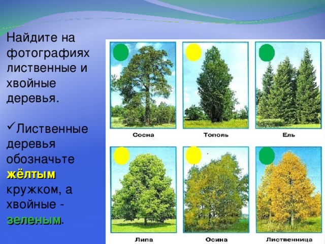 Хвойные и лиственные деревья картинки