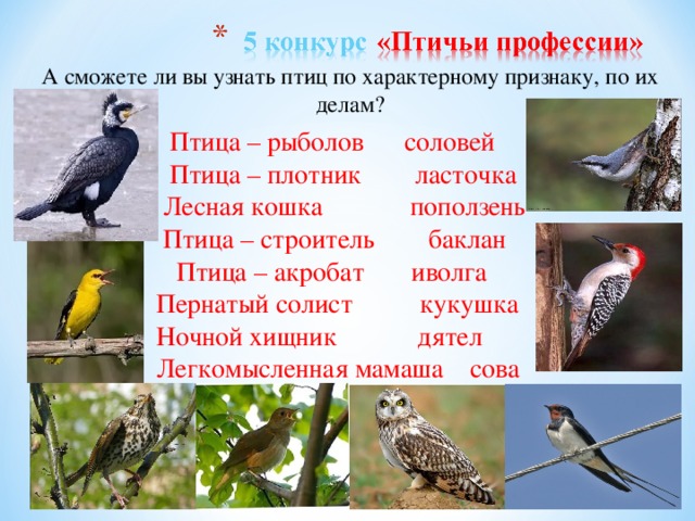 А сможете ли вы узнать птиц по характерному признаку, по их делам?  Птица – рыболов соловей  Птица – плотник ласточка  Лесная кошка поползень  Птица – строитель баклан  Птица – акробат иволга Пернатый солист кукушка Ночной хищник дятел Легкомысленная мамаша сова 