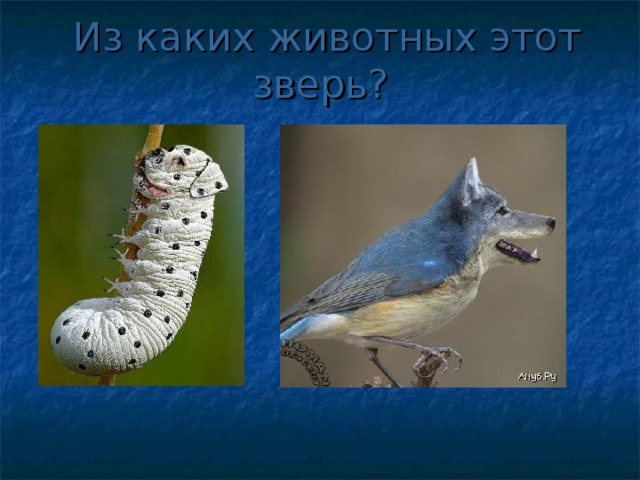 Из каких животных этот зверь? 