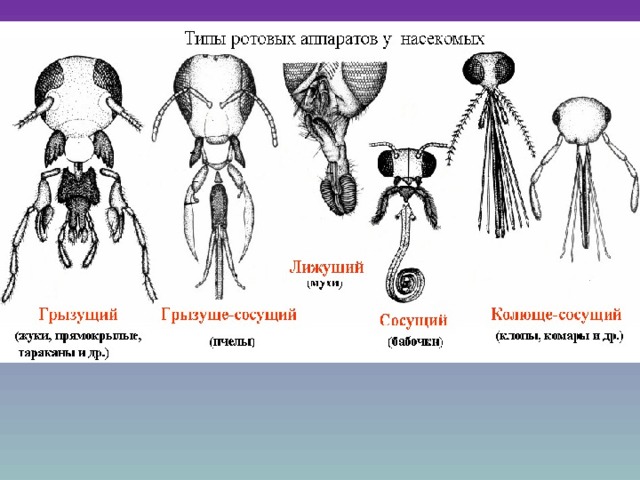 Для представителей какого отряда наиболее характерен представленный на рисунке ротовой аппарат