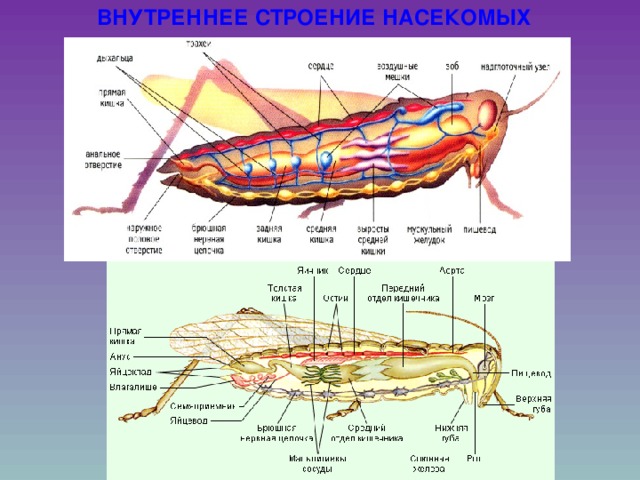 Внутреннее строение насекомого рисунок
