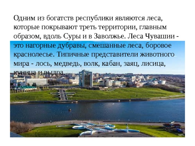 Одним из богатств республики являются леса, которые покрывают треть территории, главным образом, вдоль Суры и в Заволжье. Леса Чувашии - это нагорные дубравы, смешанные леса, боровое краснолесье. Типичные представители животного мира - лось, медведь, волк, кабан, заяц, лисица, куница и выдра. 