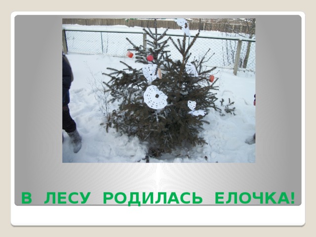 В ЛЕСУ РОДИЛАСЬ ЕЛОЧКА! 