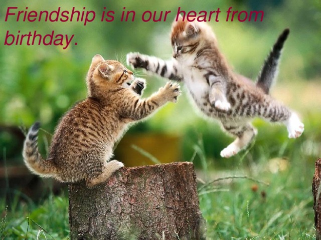 Friendship is in our heart from birthday. Friendship is in our heart from birthday. 