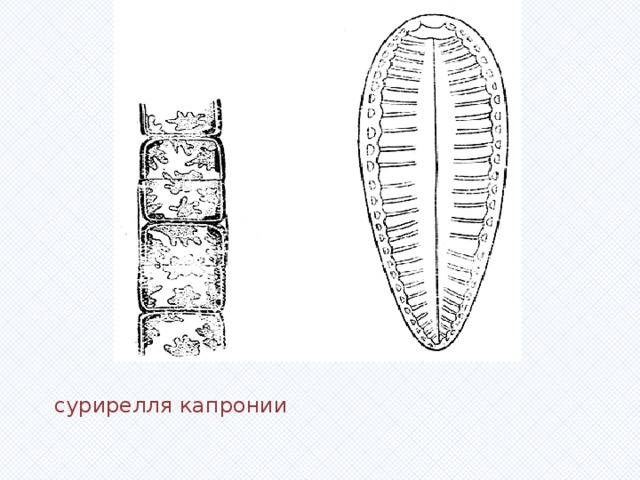 Вставка рисунка сурирелля капронии 