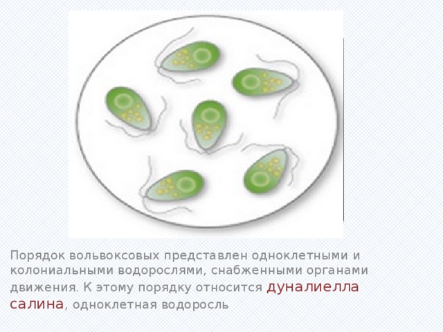Вставка рисунка Порядок вольвоксовых представлен одноклетными и колониальными водорослями, снабженными органами движения. К этому порядку относится дуналиелла салина , одноклетная водоросль 