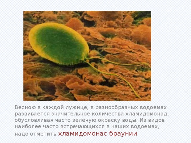 Вставка рисунка Весною в каждой лужице, в разнообразных водоемах развивается значительное количества хламидомонад, обусловливая часто зеленую окраску воды. Из видов наиболее часто встречающихся в наших водоемах, надо отметить хламидомонас браунии 