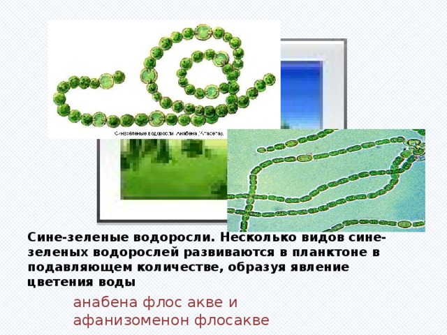 Вставка рисунка Сине-зеленые водоросли. Несколько видов сине-зеленых водорослей развиваются в планктоне в подавляющем количестве, образуя явление цветения воды анабена флос акве и афанизоменон флосакве 
