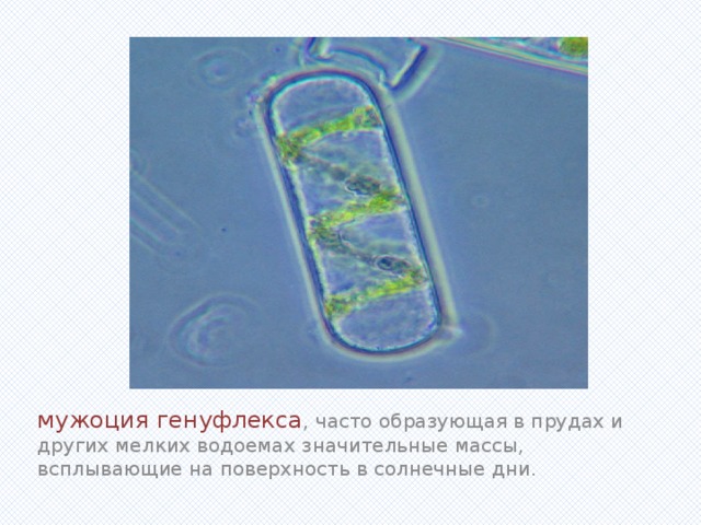 Вставка рисунка мужоция генуфлекса , часто образующая в прудах и других мелких водоемах значительные массы, всплывающие на поверхность в солнечные дни. 