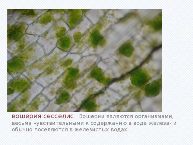 Вставка рисунка вошерия сесселис . Вошерии являются организмами, весьма чувствительными к содержанию в воде железа- и обычно поселяются в железистых водах. 