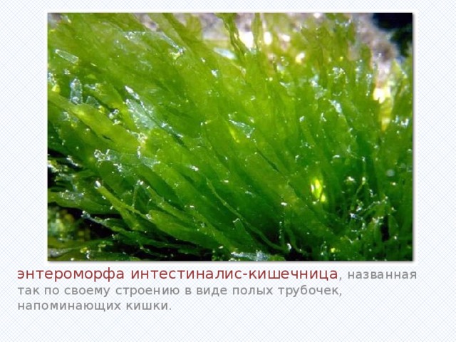 Вставка рисунка энтероморфа интестиналис-кишечница , названная так по своему строению в виде полых трубочек, напоминающих кишки. 