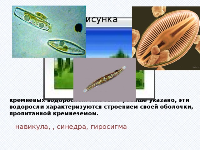 Вставка рисунка кремневых водорослей. Как было раньше указано, эти водоросли характеризуются строением своей оболочки, пропитанной кремнеземом. навикула, , синедра, гиросигма 
