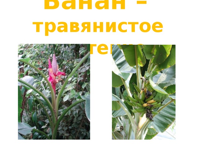 Банан –   травянистое растение 