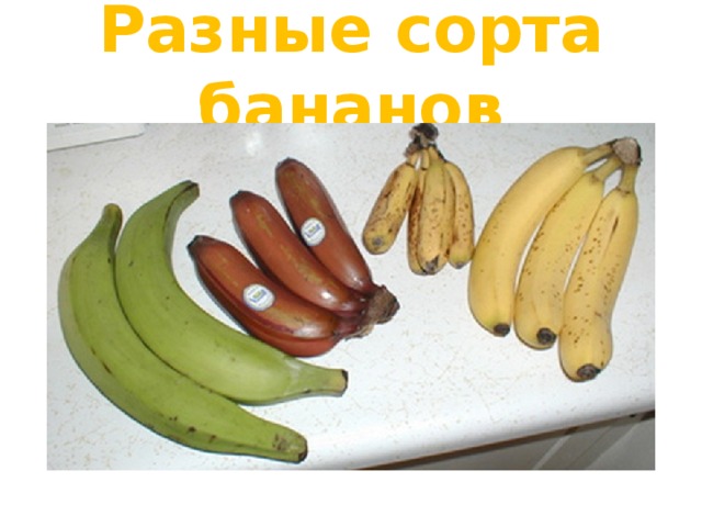 Разные сорта бананов 