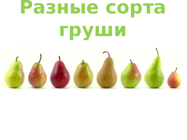 Разные сорта груши 