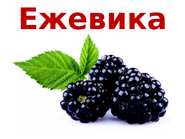 Ежевика 