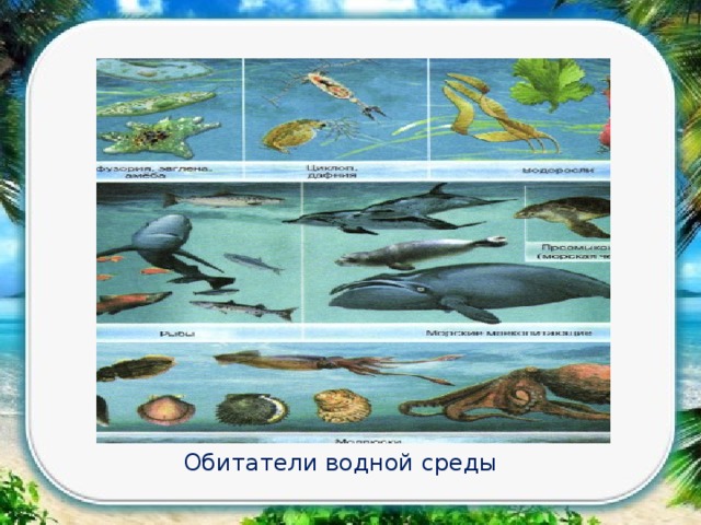 На рисунке показаны обитатели водной среды жизни которые называются