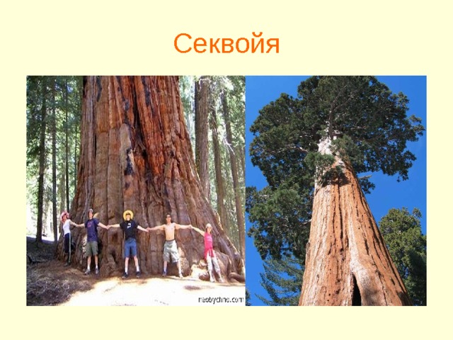 Секвойя 