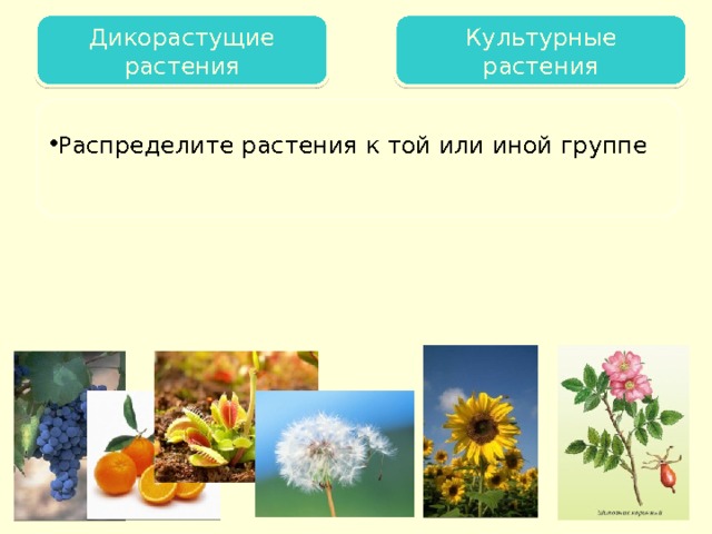 Дикорастущие растения Культурные растения Царство растений Распределите растения к той или иной группе  