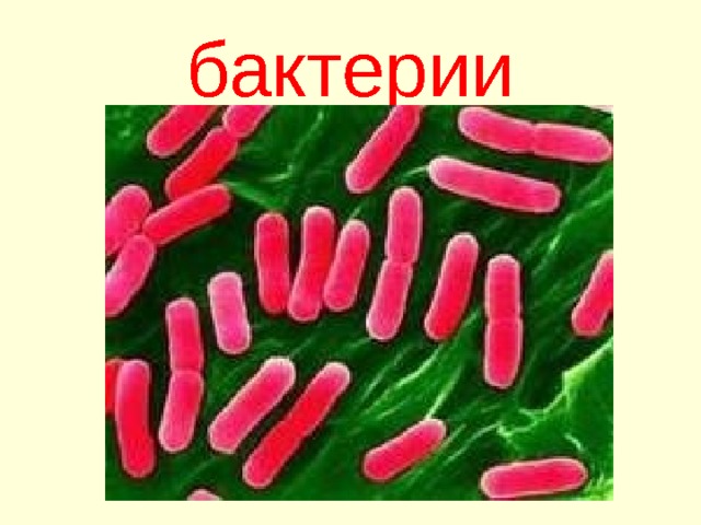 бактерии 