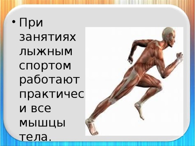 При занятиях лыжным спортом работают практически все мышцы тела. 
