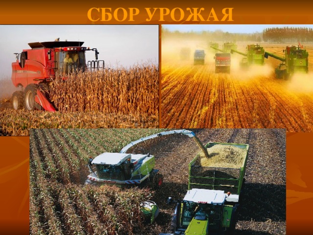Сбор урожая   