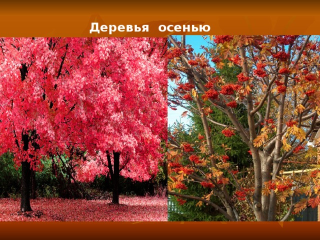 Деревья осенью    
