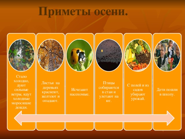  Приметы осени.  Стало холодно, дуют сильные ветры, идут холодные моросящие дожди. Листья на деревьях краснеют, желтеют и опадают. Исчезают насекомые. Птицы собираются в стаи и улетают на юг. С полей и из садов убирают урожай. Дети пошли в школу. 