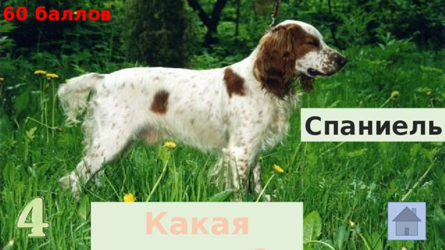 60 баллов Спаниель Какая порода? 