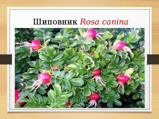  Шиповник  Rosa canina 