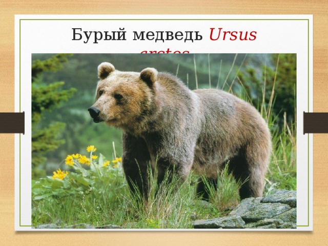 Бурый медведь Ursus arctos 