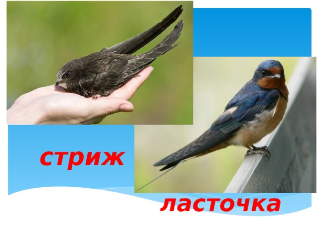 Покажи в картинках ласточку и стрижа, цветы картинки