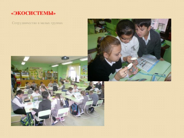 «Экосистемы» Сотрудничество в малых группах 