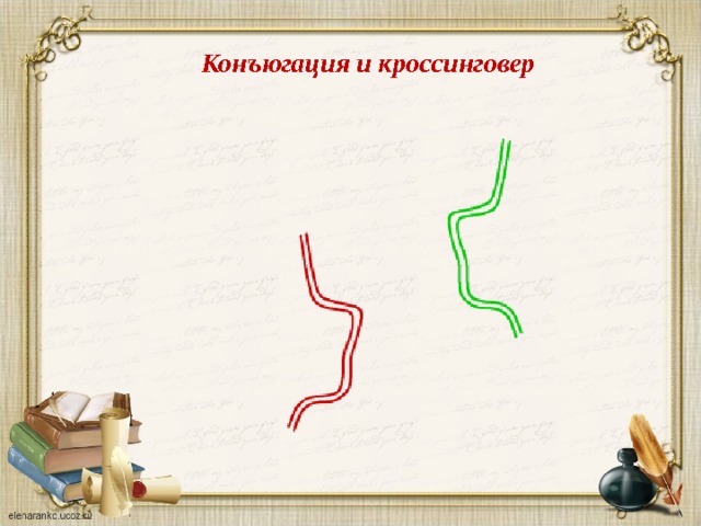 Конъюгация и кроссинговер 