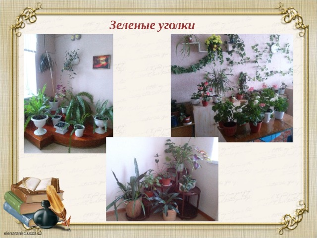 Зеленые уголки 