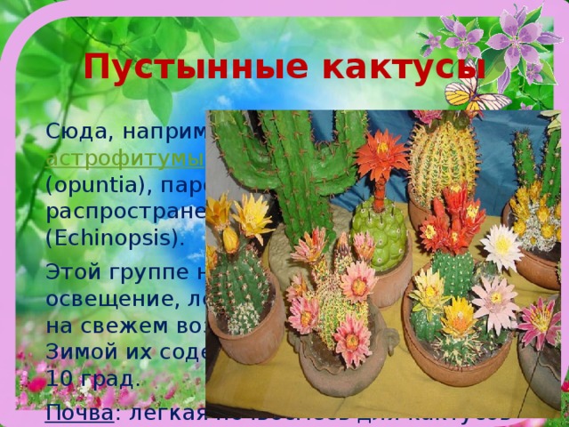 Пустынные кактусы Сюда, на­пример, относятся  астрофитумы  (Astrophytum), опунции (opuntia), па­родии (Parodia) и широко распро­страненные эхинопсисы (Echinopsis). Этой группе необходимо максималь­ное освещение, летом полезно со­держание на свежем воздухе и хоро­ший полив. Зимой их содержат при температуре 6-10 град.  Почва : легкая почвосмесь для кактусов с плодо­родной землей с огорода. 