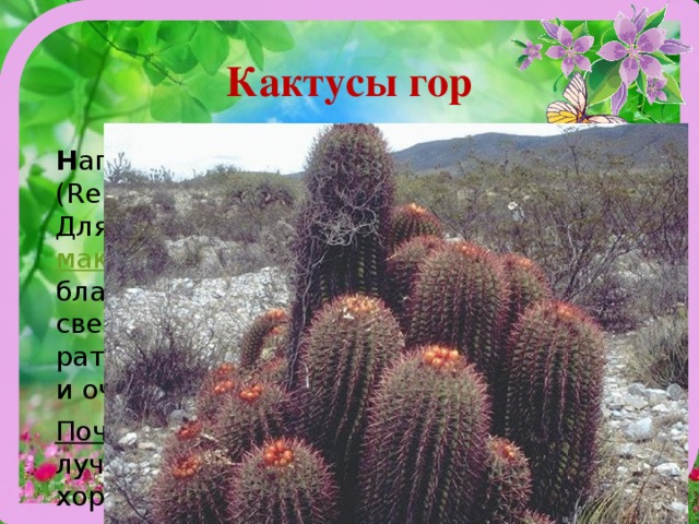 Кактусы гор Н апример, лобивии (Lobivia), ребуции (Rebutia), ореоце-реусы (Oreocereus). Для них также не­обходимо  максимальное  освещение, благоприятны летнее содержание на свежем воздухе, зимой — при темпе­ратуре +5-10 град., хорошее освеще­ние и очень редкий полив. Почва   не должна содержать перегноя, лучше добавлять щебень, делать хороший нижний и верхний дренаж. 