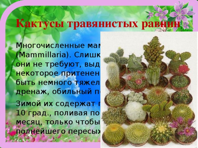 Кактусы травянистых рав­нин Многочисленные маммиллярии (Mammillaria). Слишком яркого солн­ца они не требуют, выдерживают даже некоторое притенение.  Почва  должна быть немного тяжелее, нужен хоро­ший дренаж, обильный полив летом. Зимой их содержат при температуре 8-10 град., поливая понемногу 1-2ра­за в месяц, только чтобы не допустить полнейшего пересыхания  почвы . 