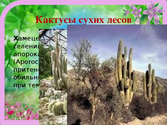 Кактусы сухих лесов Х амецереус (Chamaecereus), селеницереус (Selenicereus), апорокактус пле­тевидный (Aporocactus). Им требу­ются некоторое притенение, летом — свежий воздух и обильный полив. Зимовка без полива при температу­ре 8-10 градусов. 