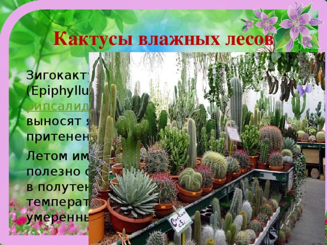 Кактусы влажных лесов Зигокактус (Zygocactus), эпифиллюм (Epiphyllum), рипсалис (Rhipsalis) и рипсалидопсис  (Rhipsalidopsis). Они не выносят яркий солнечный свет, требуют притенения. Летом им необ­ходим обильный полив, полезно со­держание на свежем воздухе в полу­тенистом месте. Зимой температура воздуха — 12-16 град, и умеренный полив. 